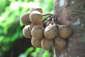 Stelechocarpus burahol